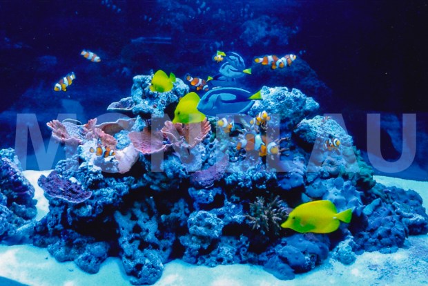 corall viu aquari qualitat